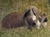 447 GiantAnteater&Baby.jpg